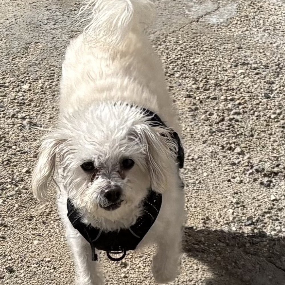 All Fun & Play Pet Sitting and Boarding - Dog Walkers Near Me All Fun & Play Pet Sitting and Boarding - Dog Walkers Near Me