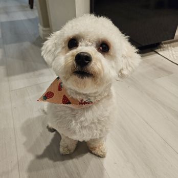 Paws R Us - Pet Groomers Near Me - Henderson, Nevada