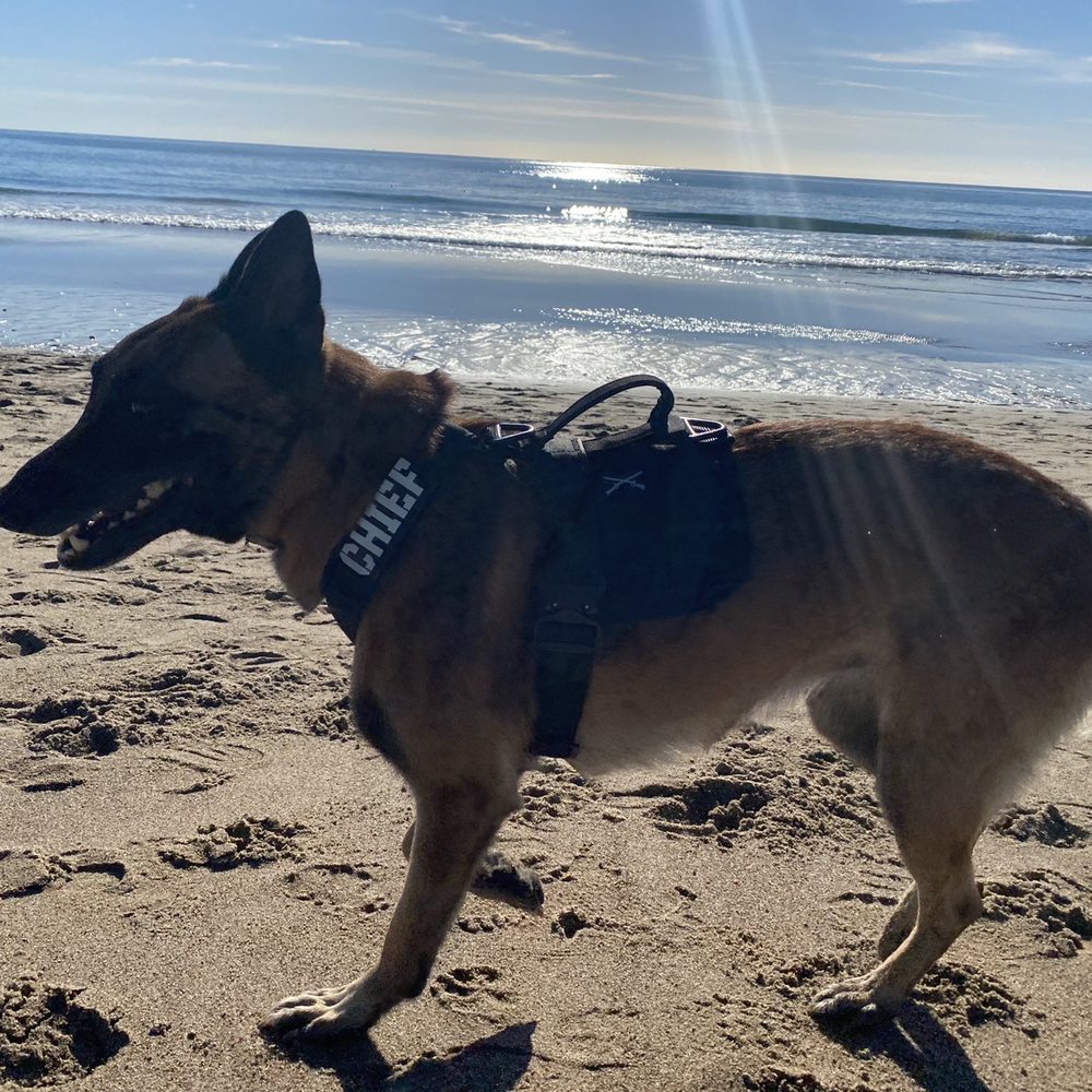 K9 Tactical Gear - Defender Harness - Pet Stores Near Me - Rocklin, California K9 Tactical Gear - Defender Harness - Pet Stores Near Me - Rocklin, California