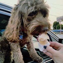 J & B's Sundaes - Even the dogs get a lol taste