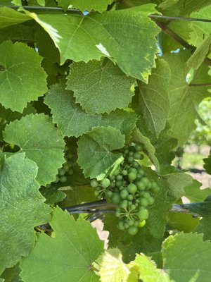 Caroline Cellars by null