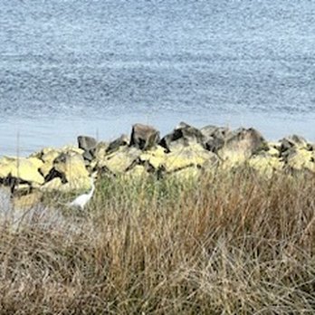Riverfront Park - birdwatching - Parks Near Me - North Charleston, South Carolina