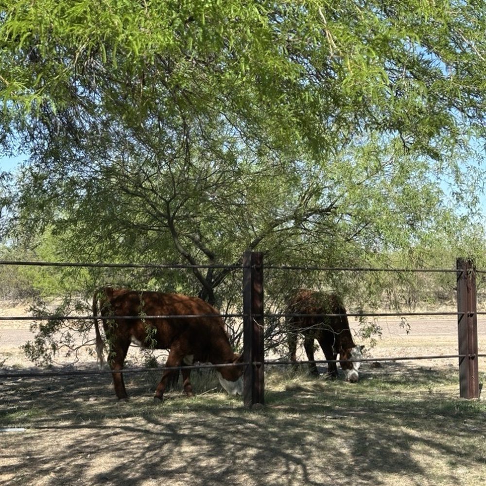 Eagle View RV Resort - Yes real cows just doing a little grass control just beyond the fence of our campsite - RV Parks Near Me - Fort McDowell, Arizona