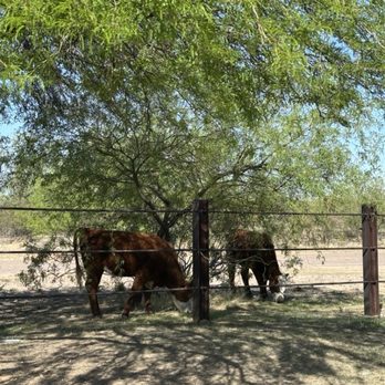 Eagle View RV Resort - Yes real cows just doing a little grass control just beyond the fence of our campsite - RV Parks Near Me - Fort McDowell, Arizona Eagle View RV Resort - Yes real cows just doing a little grass control just beyond the fence of our campsite - RV Parks Near Me - Fort McDowell, Arizona