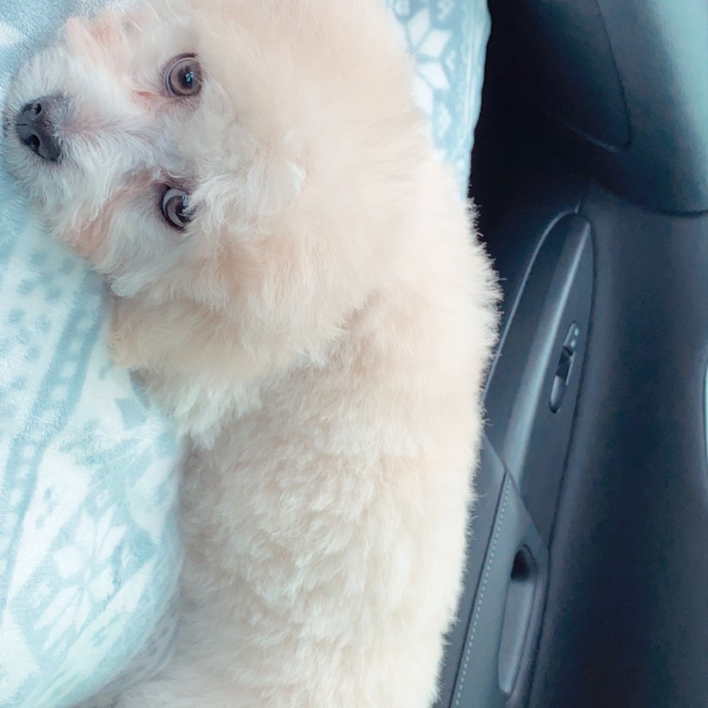 Calling All Paws - After - Pet Groomers Near Me - Las Vegas, Nevada