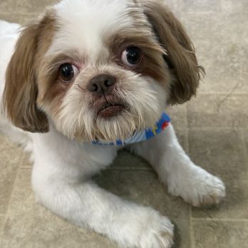 Pawradise Mobile Grooming - My happy boy after his spa day - Pet Groomers Near Me