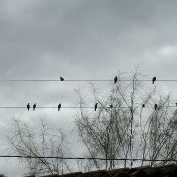 T Cook's - Birds in a wire at The Palm - New American Near Me - Phoenix, Arizona