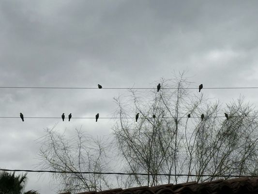 T. Cook's at Royal Palms Resort & Spa by null