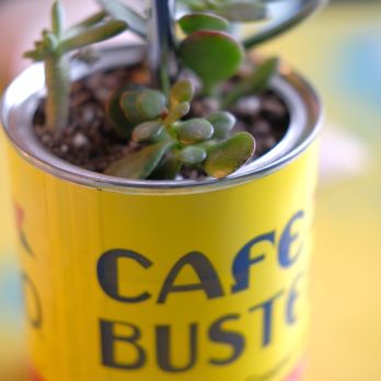 Cuba Cuba - a plant in a can - Cuban Near Me - Glendale, Colorado