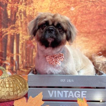 Floridas Finest Pets - Pet Groomers Near Me Floridas Finest Pets - Pet Groomers Near Me
