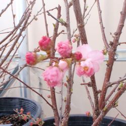 McCords Garden Center and Landscaping