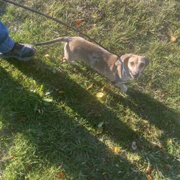 Stitch is much better on leash after working with Penny. He is learning to "leave it" and loving less stressful walks.
