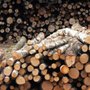 Photo of Kramer Forest Products
