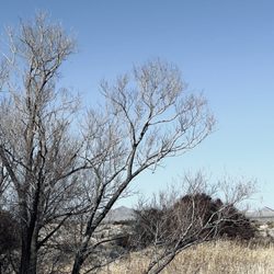 Desert National Wildlife Refuge - February 2026