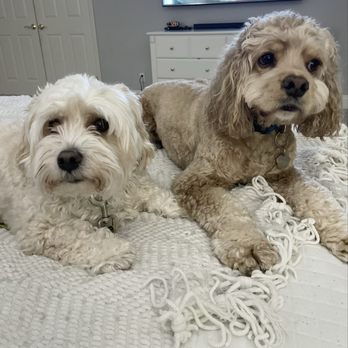 Fur Pal Grooming Spa - Pet Groomers Near Me - San Ramon, California