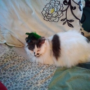 A Cut Above Pet Salon - My cat Delani, age 14. - Pet Groomers Near Me - La Verne, California A Cut Above Pet Salon - My cat Delani, age 14. - Pet Groomers Near Me - La Verne, California