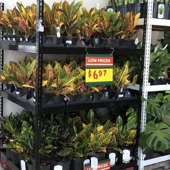 H-E-B - More Plants 9.28.23 - Grocery Near Me - Magnolia, Texas H-E-B - More Plants 9.28.23 - Grocery Near Me - Magnolia, Texas