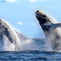 Kelly Boat Cabo - Double jump....kelly boat whale watching