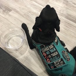 Excellent service and gave my service dog water Excellent service and gave my service dog water