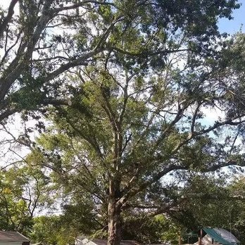 Big Orange Tree Services - Tree Services Near Me