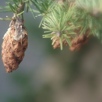 Simply Yards Landscape - a pine cone hanging from a branch - Landscaping Near Me - Anacortes, Washington Simply Yards Landscape - a pine cone hanging from a branch - Landscaping Near Me - Anacortes, Washington