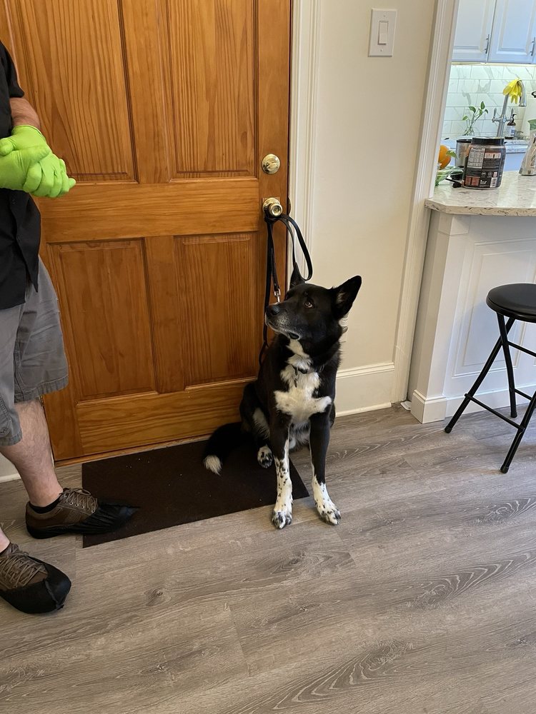 DOCTOR SNIFFS BED BUG DOGS Updated October 2024 20 Photos & 20