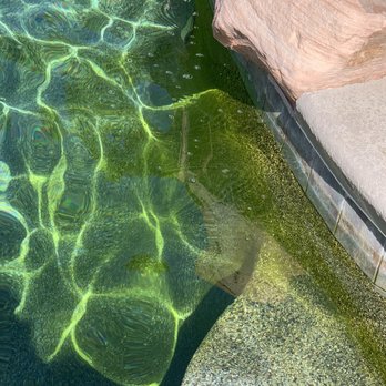 Clear Water Pool Service - 48 hours after their "service" - Pool Cleaners Near Me Clear Water Pool Service - 48 hours after their "service" - Pool Cleaners Near Me
