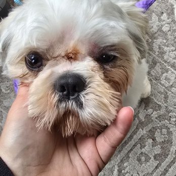 Happy Woofs Grooming - Bald spots, shaved to their skin - Pet Groomers Near Me - Warwick, New York