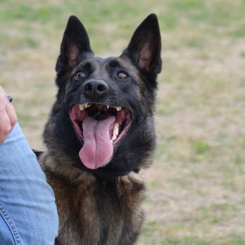 SD Dog Trainer - Heeling - Pet Training Near Me SD Dog Trainer - Heeling - Pet Training Near Me