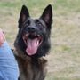 Photo of SD Dog Trainer
