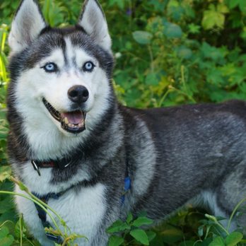 Furry Pet Pals - Dog Walkers Near Me Furry Pet Pals - Dog Walkers Near Me