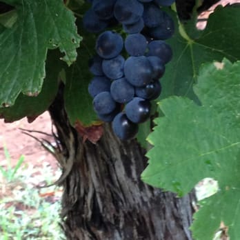 Lake Breeze Winery - Where once they were grapes now they sit in a barrel and wait. - Wineries Near Me - Langhorne Creek, SA