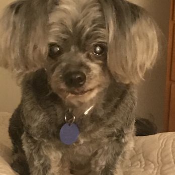 Pawsibilities - Pet Groomers Near Me - Fresno, California