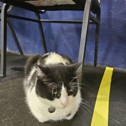 Rule #2 don't feed the cat, Ringling