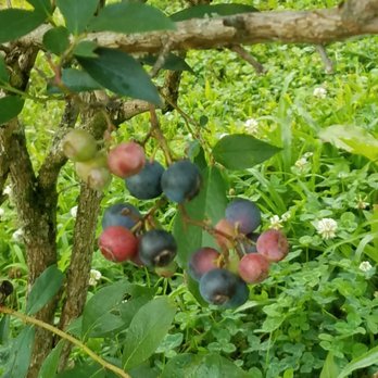 River Road Farms - Berries - Farmers Market Near Me - Franklin, North Carolina River Road Farms - Berries - Farmers Market Near Me - Franklin, North Carolina