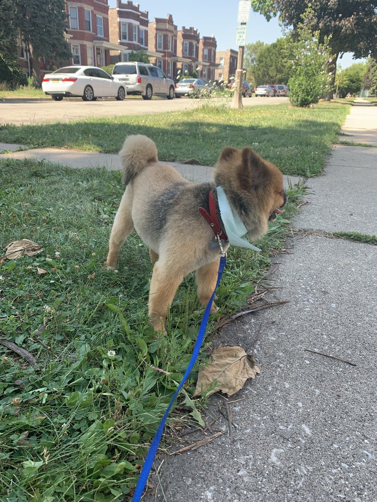 COOKIES GROOMING & SPA Updated August 2024 6230 Cermak Rd, Berwyn