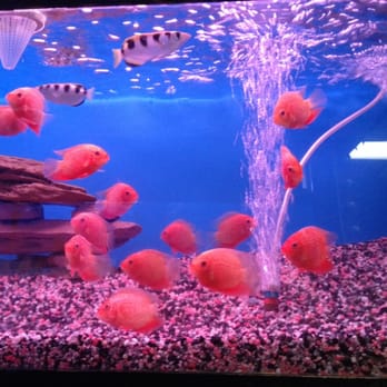405 Tropical Fish - Red severums and archers - Local Fish Stores Near Me - Westminster, California 405 Tropical Fish - Red severums and archers - Local Fish Stores Near Me - Westminster, California