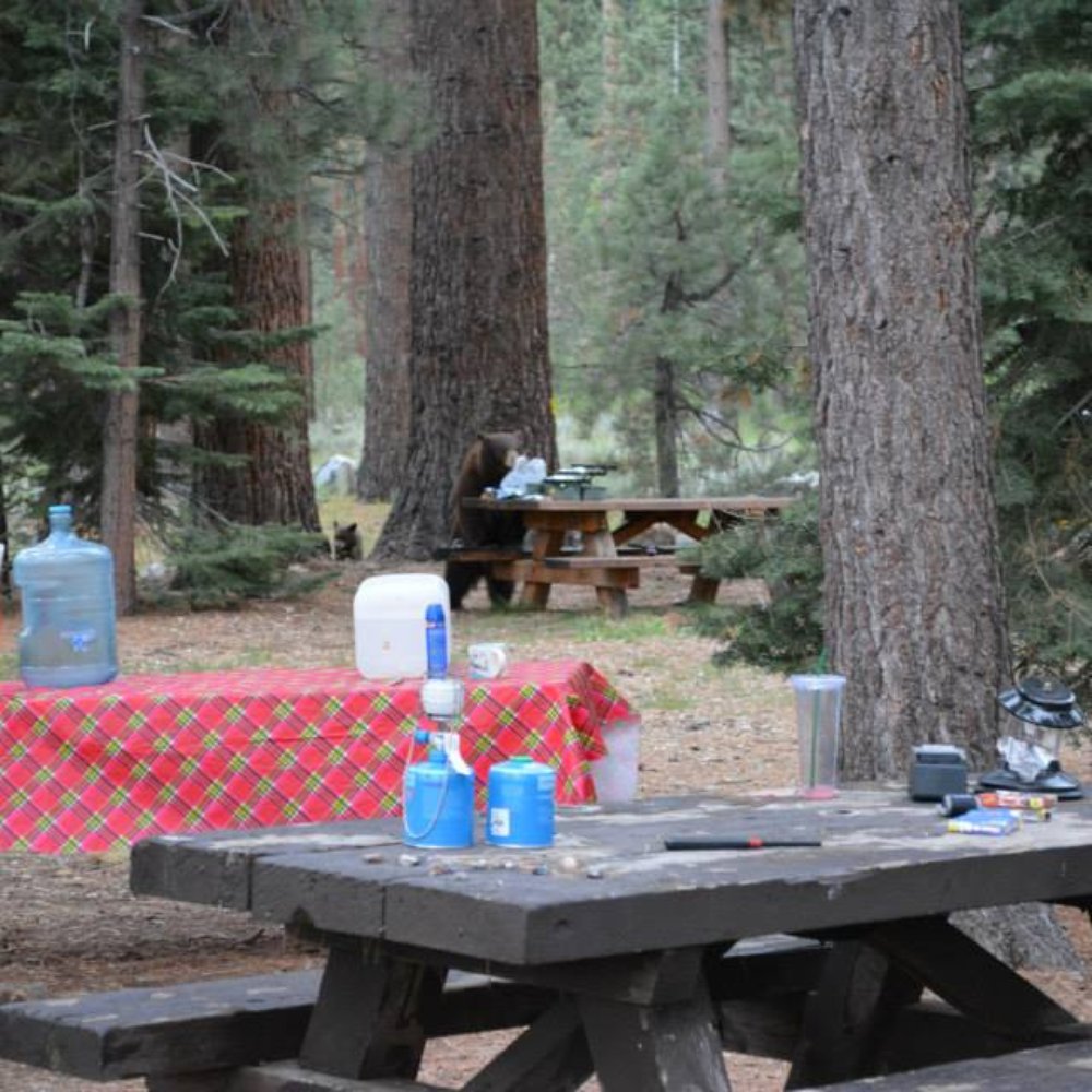 Fallen Leaf Campground - Sniffing around our tackle box - Campgrounds Near Me - South Lake Tahoe, California Fallen Leaf Campground - Sniffing around our tackle box - Campgrounds Near Me - South Lake Tahoe, California
