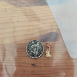 David Sowden, DDS - My jawbone fragment next to a nickel for size comparison.