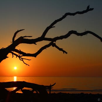 Driftwood Beach - Driftwood Beach @ Sunrise - Beaches Near Me - Jekyll Island, Georgia