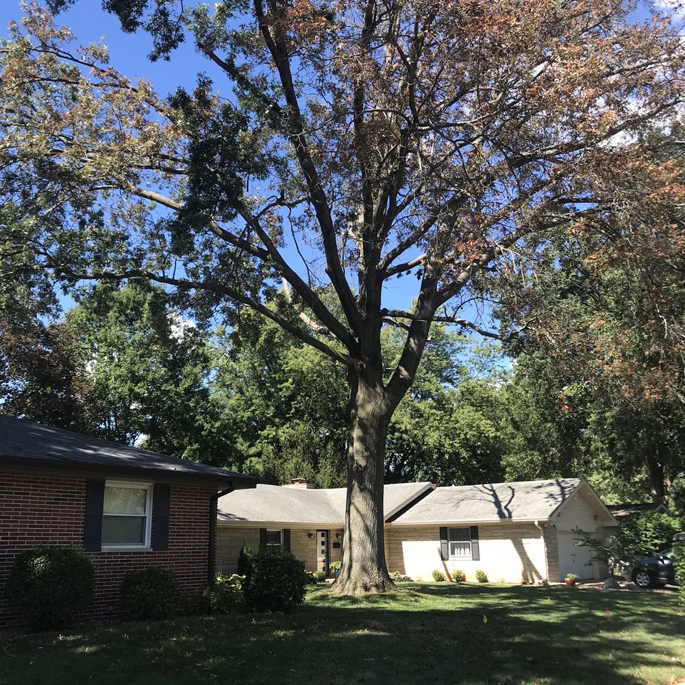 Throop & Son Tree Service - Here's the tree I want removed. - Tree Services Near Me - Springfield, Illinois Throop & Son Tree Service - Here's the tree I want removed. - Tree Services Near Me - Springfield, Illinois