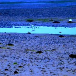 Golfe du Morbihan - site - Aigrette