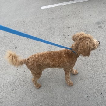 Petco - He has a quarter inch of hair left. His body has bald spots throughout and his tail was not touched at all. I am so mortified - Pet Stores Near Me - Glendale, California Petco - He has a quarter inch of hair left. His body has bald spots throughout and his tail was not touched at all. I am so mortified - Pet Stores Near Me - Glendale, California