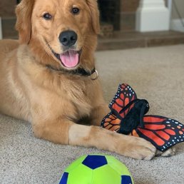 Kobe the Golden Kobe the Golden