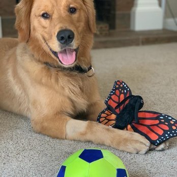 Gary Maria's Professional Dog Training - Kobe the Golden - Pet Training Near Me