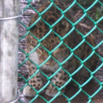 Jungle Cat World Wildlife Park - Zoos Near Me - Orono, Ontario Jungle Cat World Wildlife Park - Zoos Near Me - Orono, Ontario