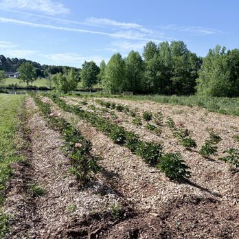 The Peony Fields - Florists Near Me - Inman, South Carolina