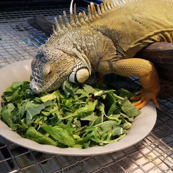 EcoVivarium - Museums Near Me - Escondido, California EcoVivarium - Museums Near Me - Escondido, California