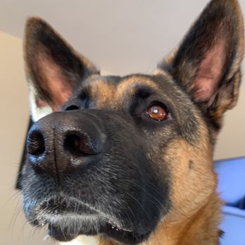 Buena Vet - Panzer - Veterinarians Near Me - Ventura, California Buena Vet - Panzer - Veterinarians Near Me - Ventura, California