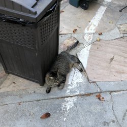 Piazza's Pine Cone Inn - Pine Cone guard cat